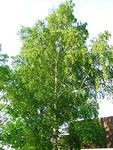 Береза бородавчатая (Betula pendula), высота 80-100 см