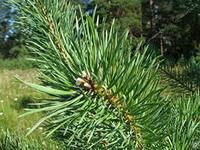 Cосна обыкновенная Pinus Silvestris 